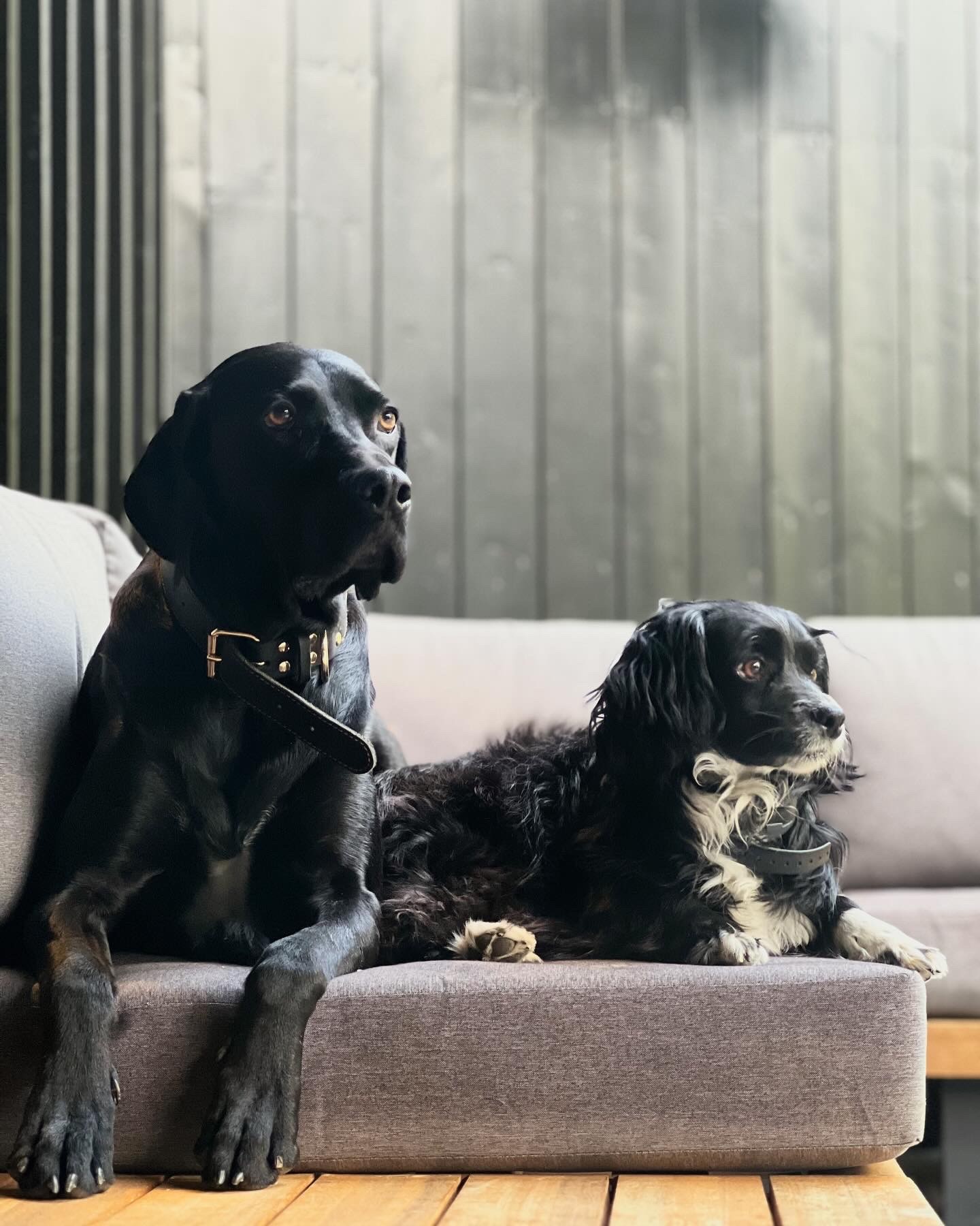 Loni and Hugo — the GROW dogs